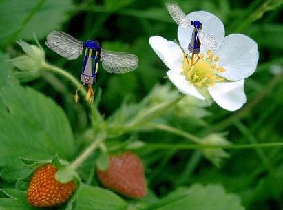 [RoboBees]